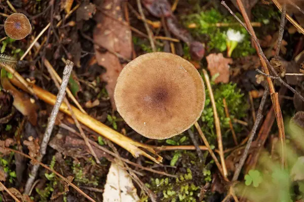 Mushroom (2)